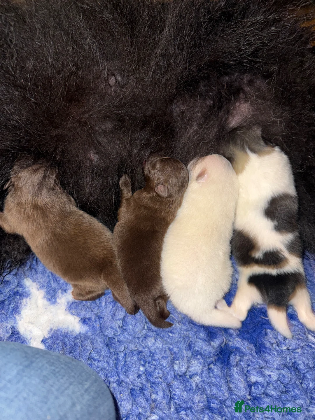 German Spitz dogs for sale: *** Beautiful Cream German Spitz *** - Advert 3