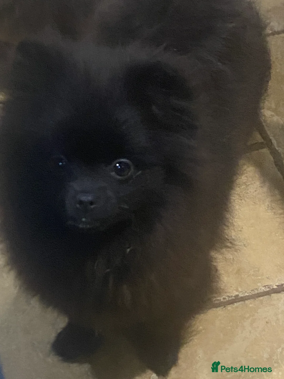 Pomeranian dogs for sale: Adorable fluffy pom puppies - Advert 21