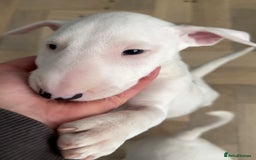 English Bull Terrier dogs for sale: *REDUCED* 1 male KC EBT pup left - Advert 4