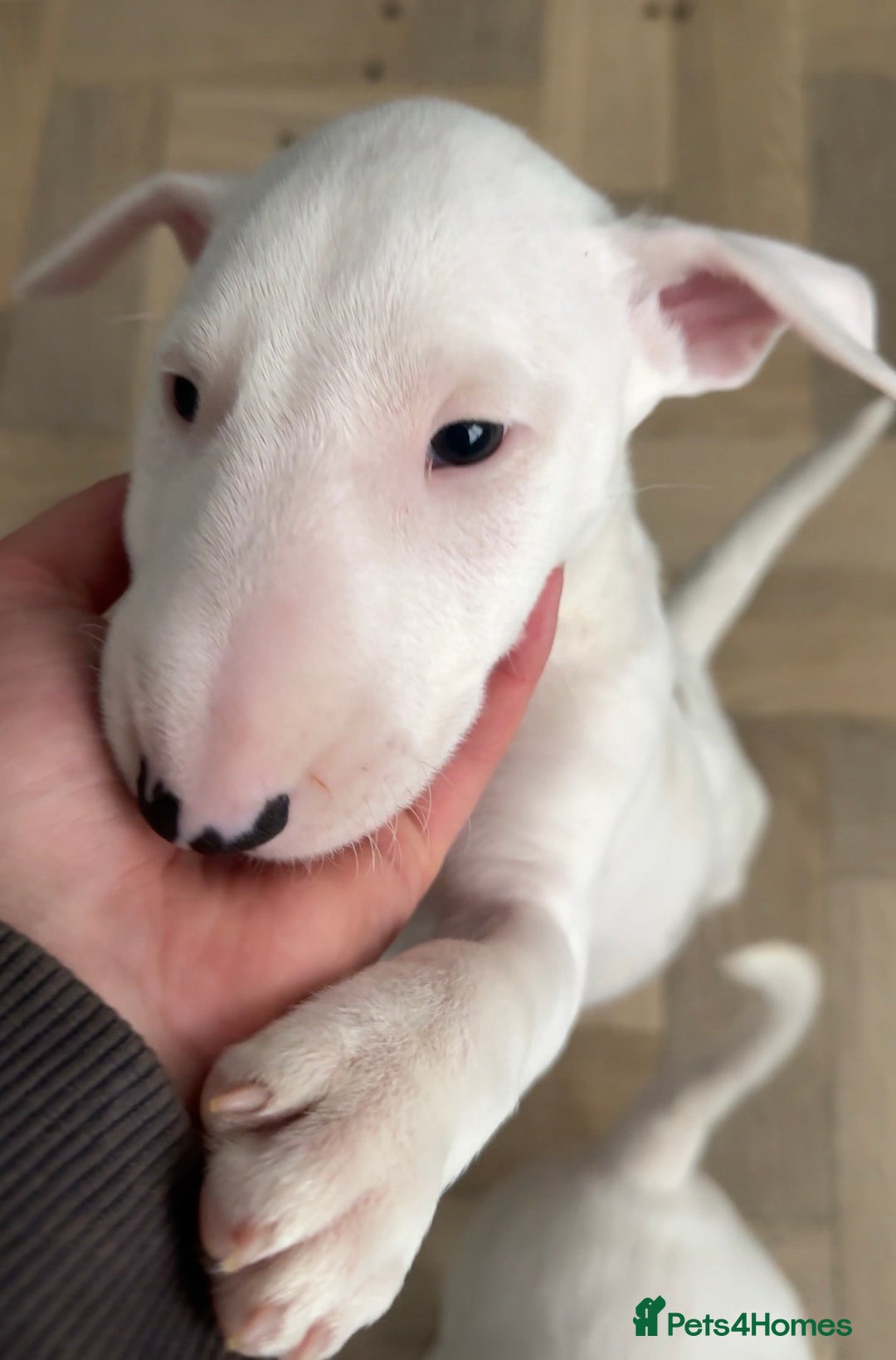 English Bull Terrier dogs for sale: *REDUCED* 1 male KC EBT pup left - Advert 4