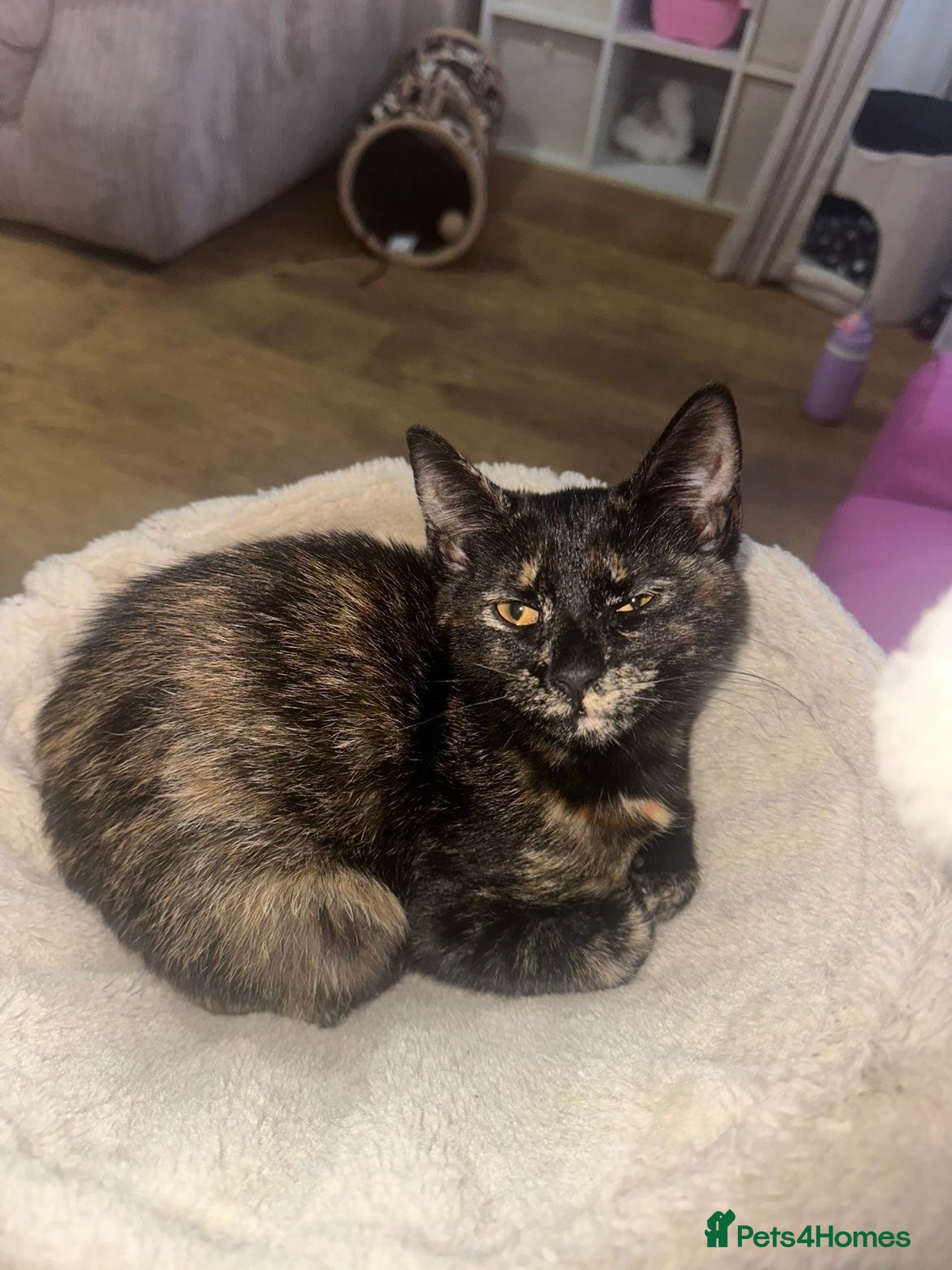 Mixed Breed cats Two sisters  - Advert 6