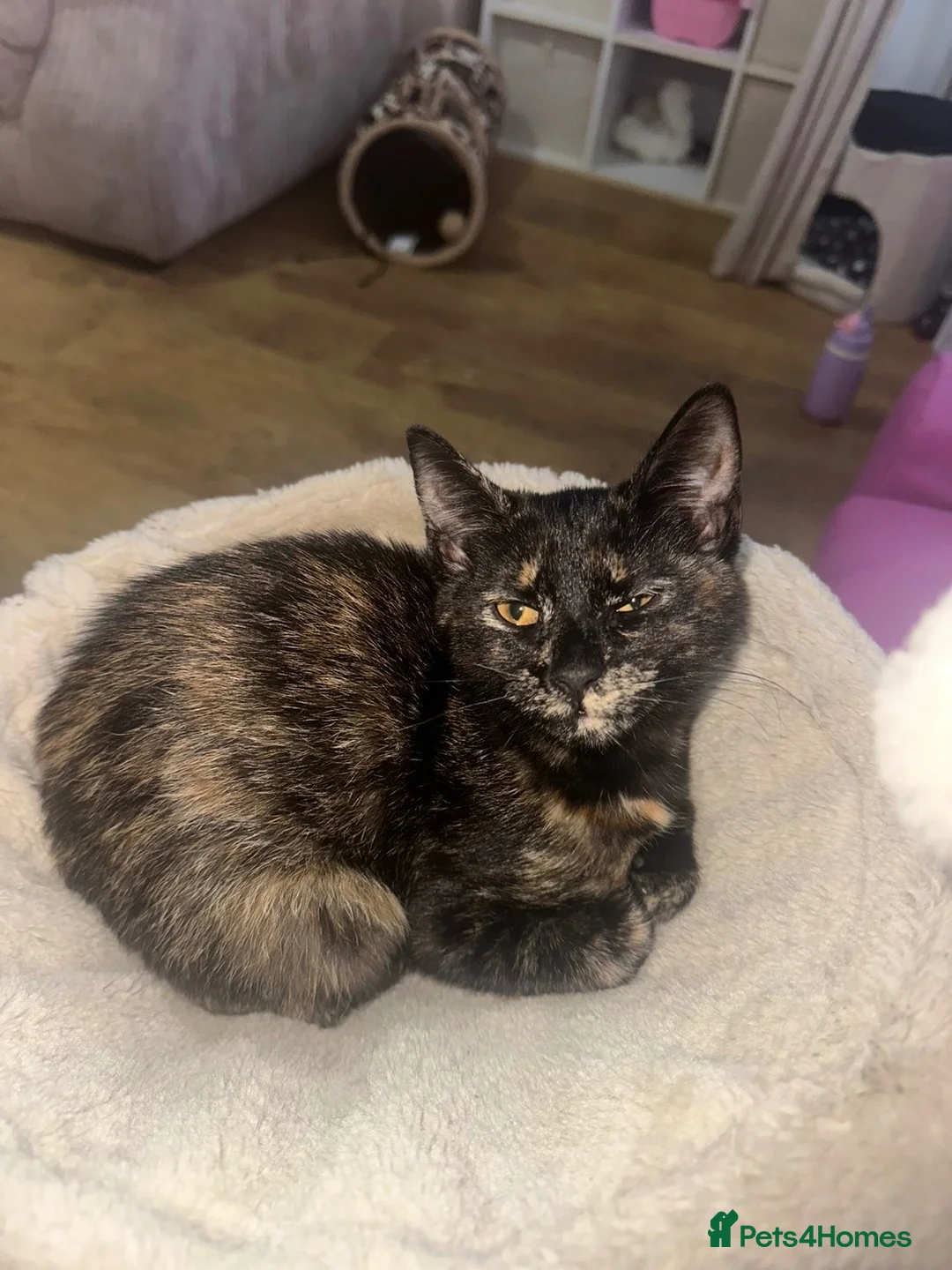 Mixed Breed cats for sale: Two sisters  - Advert 1
