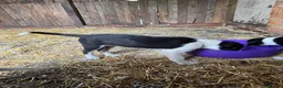 Smooth Collie dogs for sale: ISDS registered Collie Pups - Advert 6