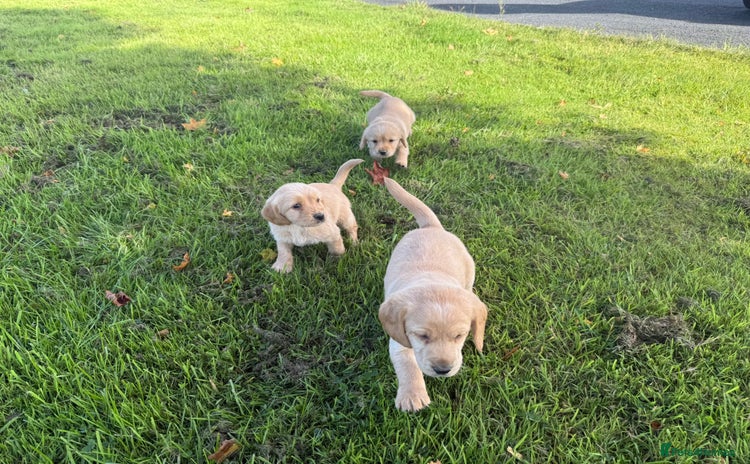 Labrador Retriever dogs - Advert 2