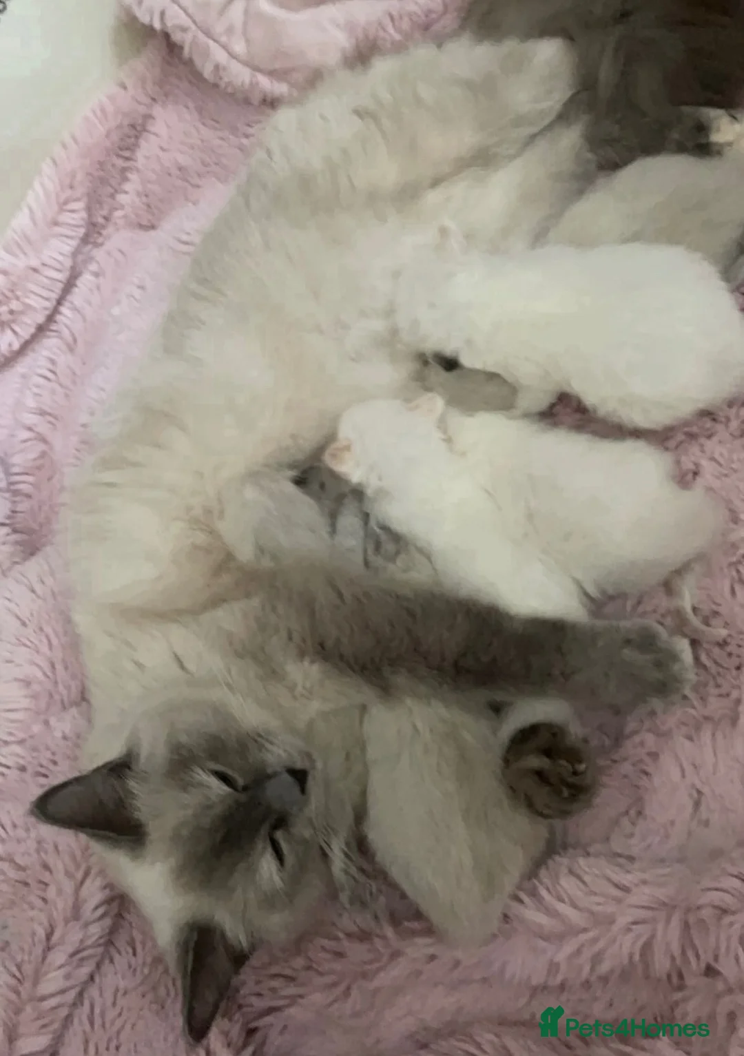 Ragdoll cats for sale: Ragdoll kittens  - Advert 2