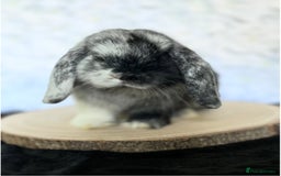 Mini Lop rabbits for sale: MiniLop doe and buck  - Advert 3
