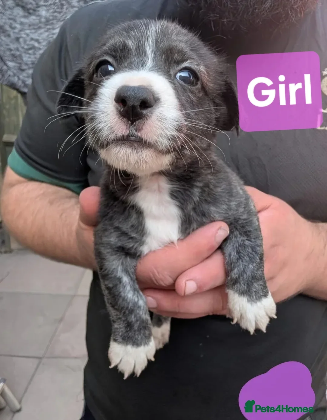 Mixed Breed dogs for sale: Stunning Westiejack Pups (Jack Russell x Westie  - Advert 2