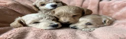 Maltipoo dogs for sale: Fully health tested confident happy maltipoo pups - Advert 11