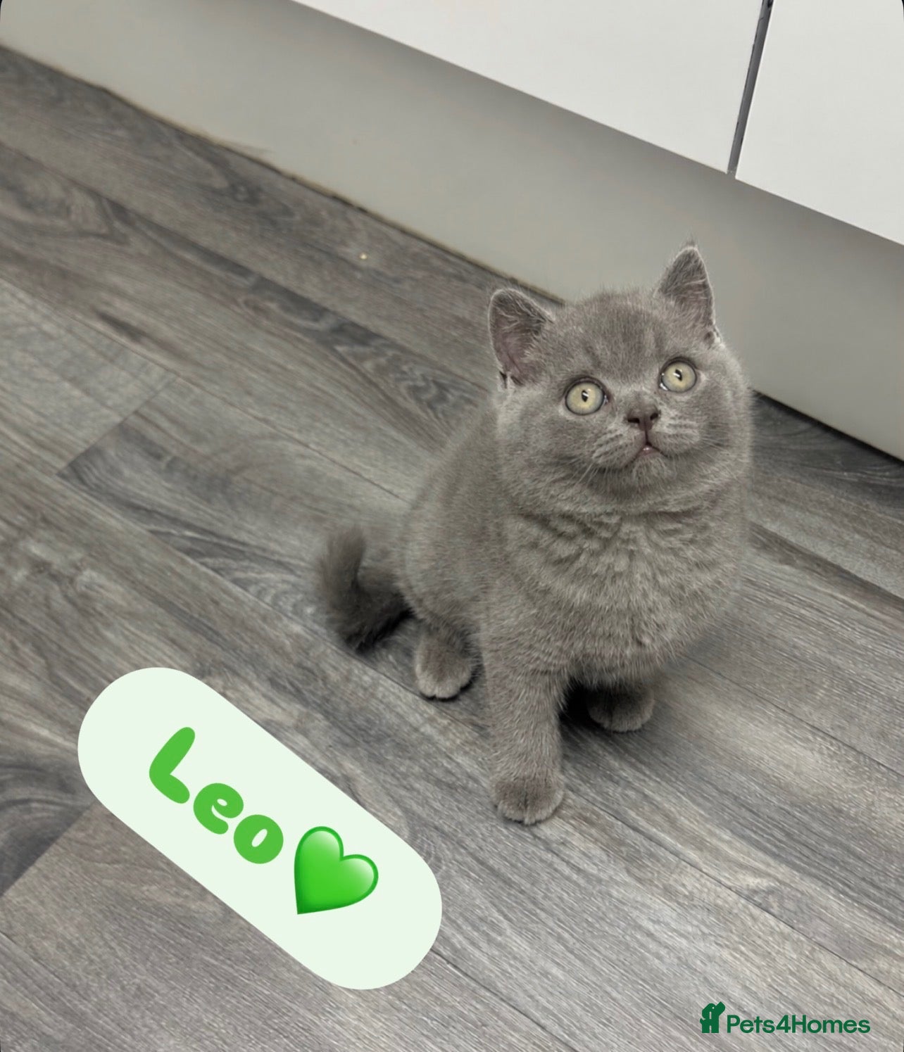 British Shorthair cats TICA/GCCF Registered British Shorthair Kittens - Advert 1