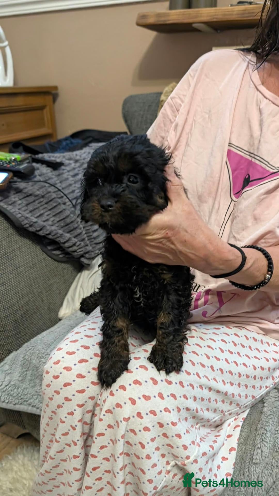 Cavapoo dogs F1 Cavapoo Puppies - Advert 4