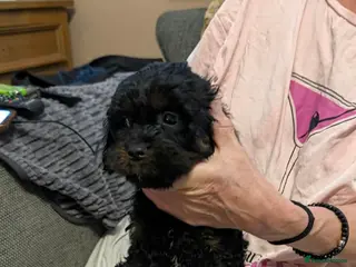 Cavapoo dogs F1 Cavapoo Puppies - Advert 4