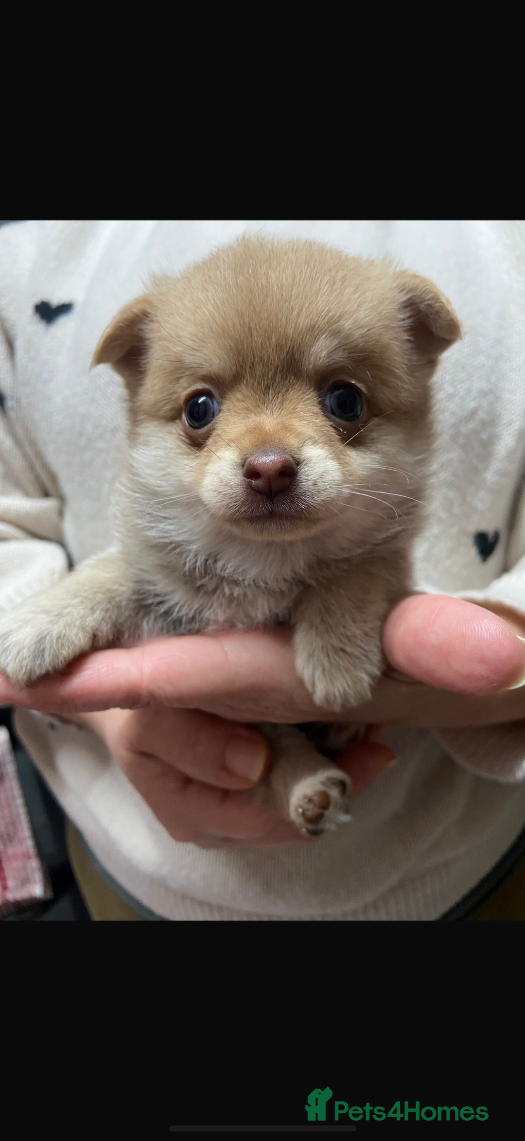 Pomchi dogs for sale: Stunning Pomchi’s - Advert 1