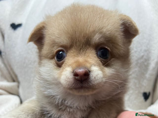 Pomchi dogs Two Stunning Pomchi’s - Advert 17