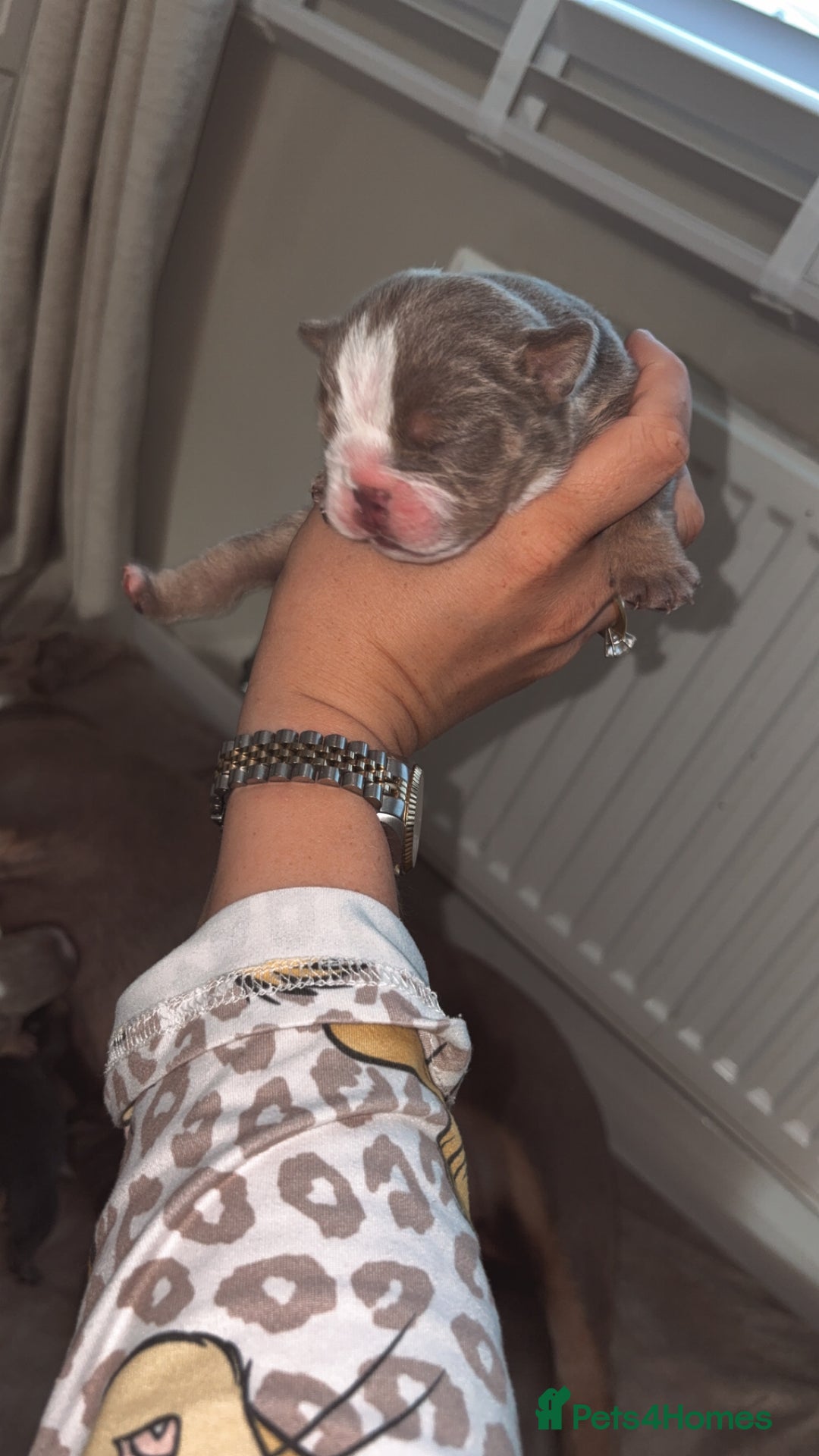 English Bulldog dogs for sale: BRITISH BULLDOG MALE/FEMALE - Image 7
