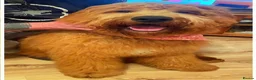 Goldendoodle dogs for sale: Goldendoodle pups Born 25 March 2026 - Advert 23