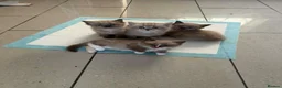 Ragdoll cats for sale: Ragdoll kittens  in Blackburn - Advert 2