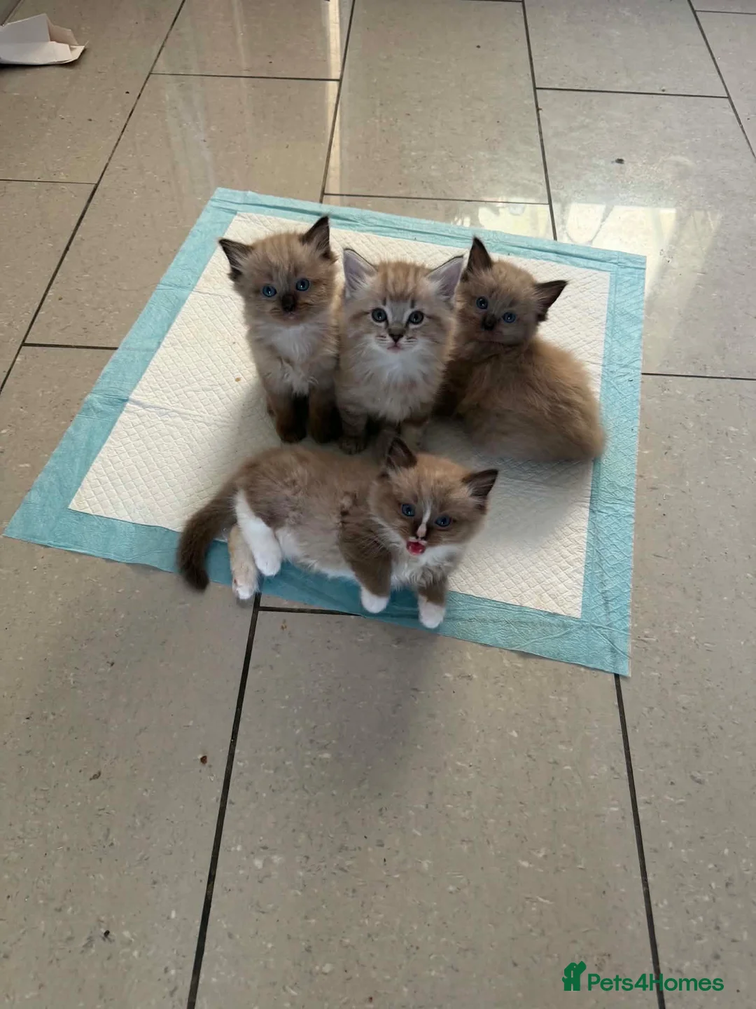 Ragdoll cats for sale: Ragdoll kittens  in Blackburn - Advert 2