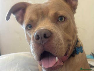 American Bully dogs American bully x American staffy for studding. - Advert 1