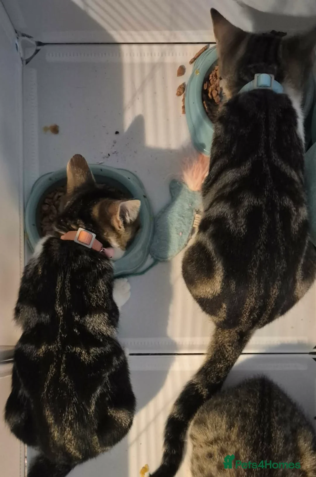 Mixed Breed cats for sale: 1 male and 1 female kittens  in Malmesbury - Advert 3