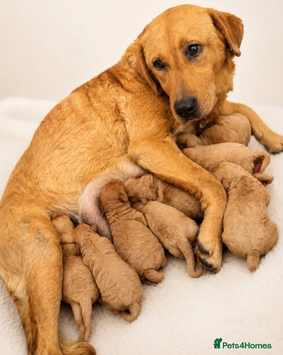 Labradoodle dogs for sale: Labradoodles ready to leave now!!  - Advert 6