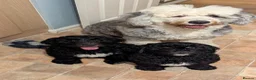 Sheepadoodle dogs for sale: last sheepadoodle  - Advert 8