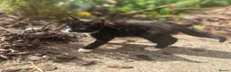 European cats for sale: Beautiful colourful kittens - Advert 32