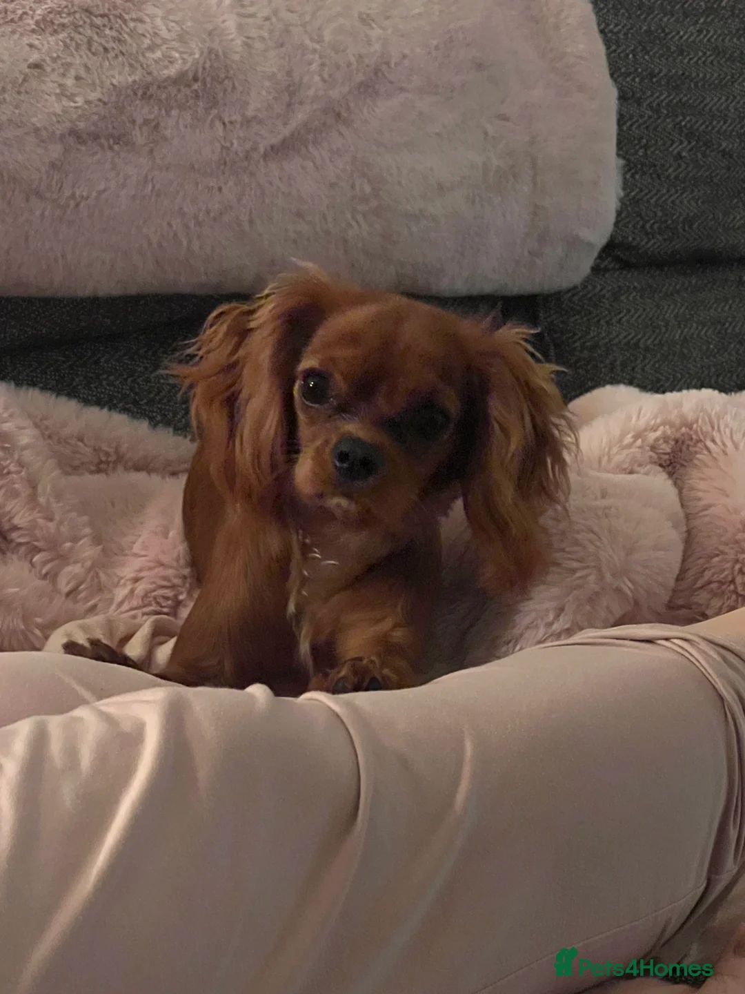 Cavalier King Charles Spaniel dogs for sale: 1-Year-Old Cavalier King Charles Spaniel – Coco in Ashford - Advert 13