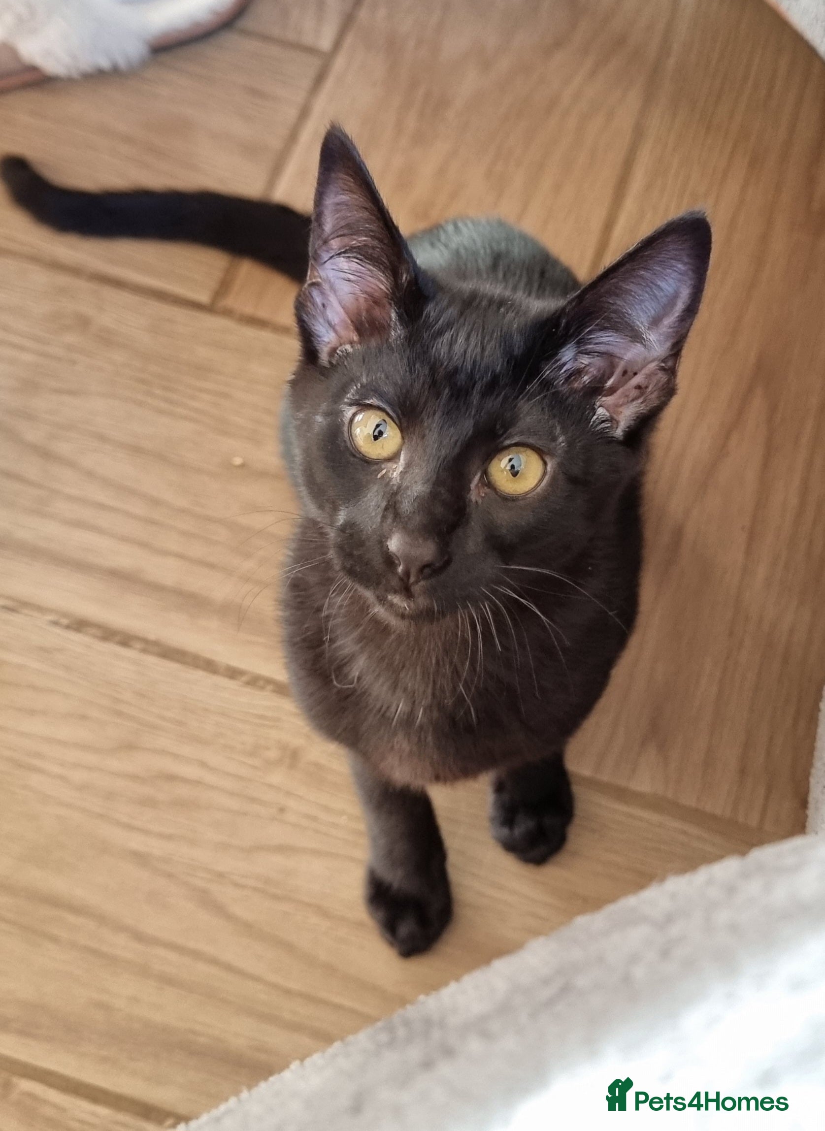 Savannah cats Gorgeous f5 Melanistic girl. Ready for new home!  - Advert 1