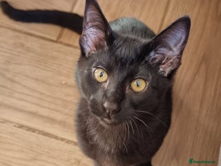 Savannah cats Gorgeous f5 Melanistic girl. Ready for new home! - Advert 6