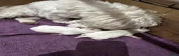 Maltese dogs for sale: Pure Bred Maltese Puppies for sale in London - Advert 2