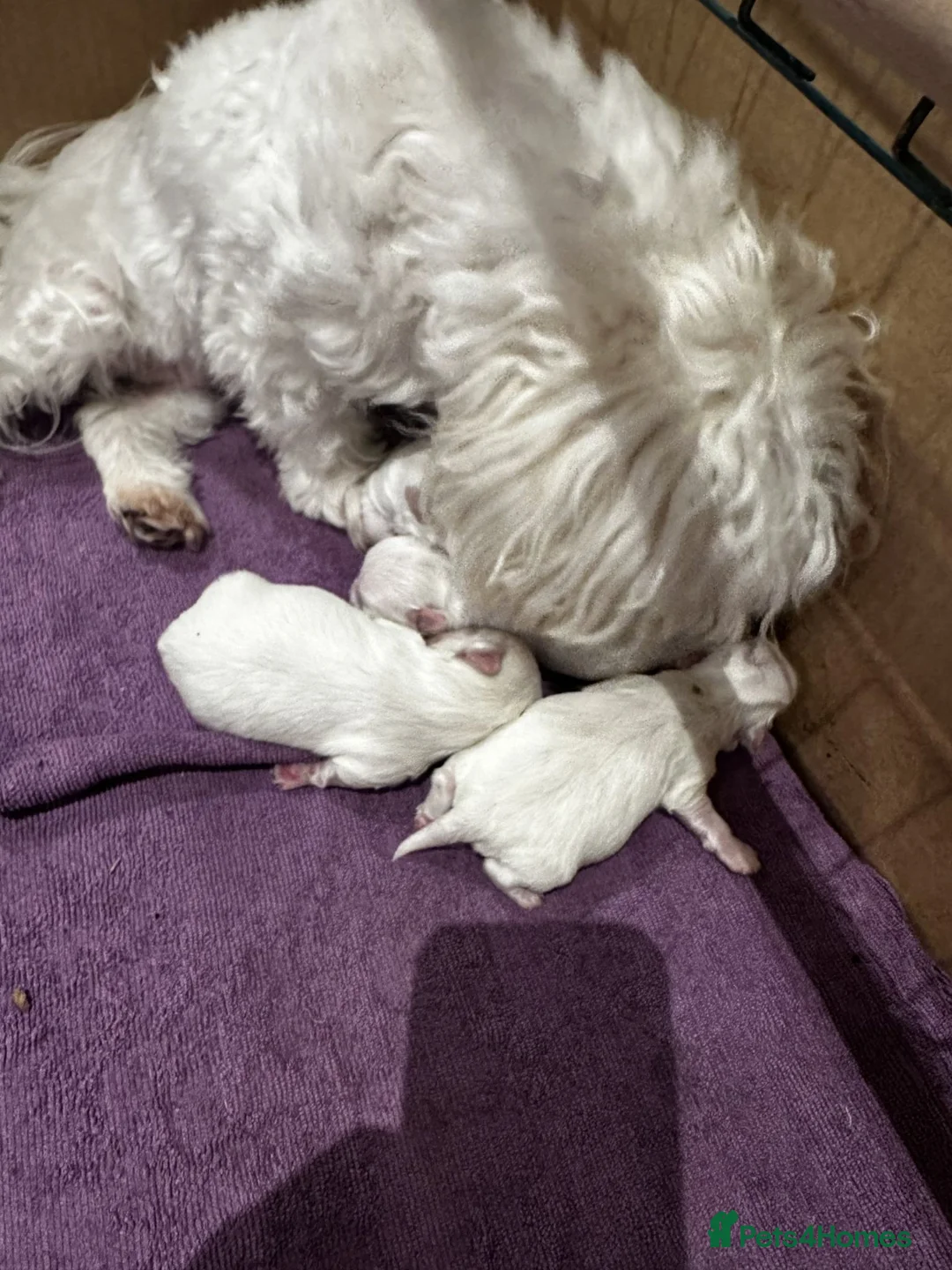 Maltese dogs for sale: Pure Bred Maltese Puppies for sale in London - Advert 2