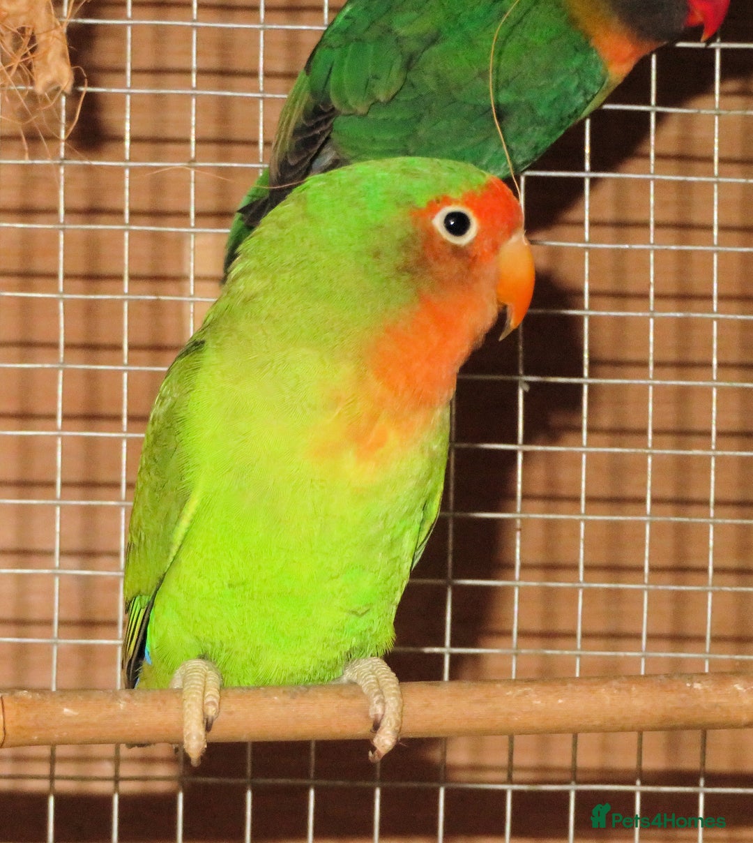 Gallery Image {{count}}