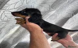 Dachshund dogs for sale: Dachshund  - Image 15