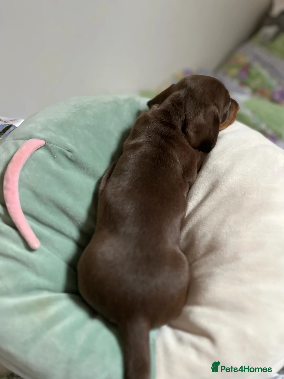 Miniature Dachshund dogs for sale: . Mini Dutch Hound Pups – Choc & Dapple - Advert 9