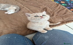 British Shorthair cats for sale: 3 LEFT - TICA BRITISH SHORTHAIRED KITTENS - Image 9