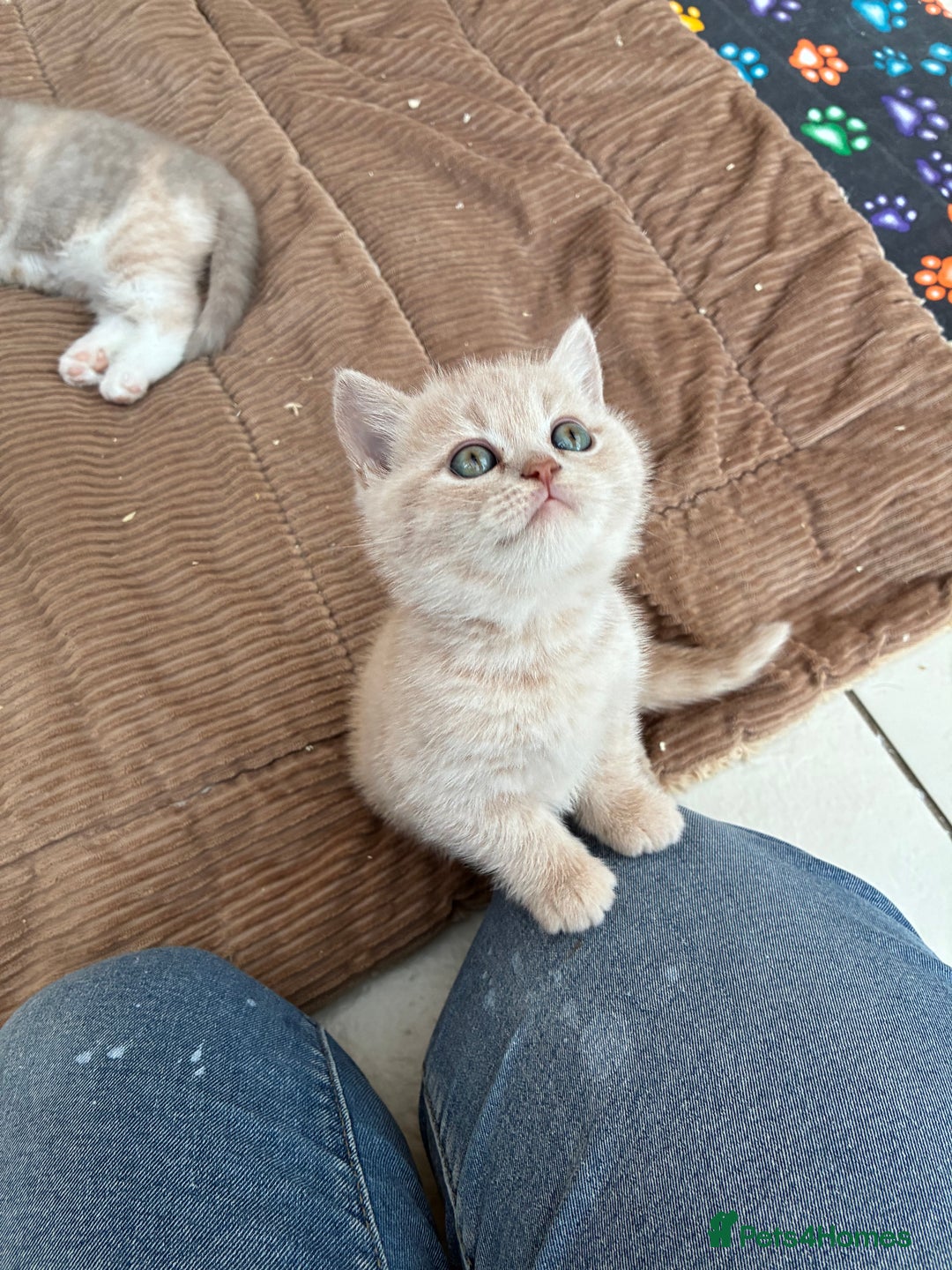 British Shorthair cats for sale: 3 LEFT - TICA BRITISH SHORTHAIRED KITTENS - Image 9