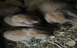 Mini Lop rabbits for sale: Pure bred minilop rabbits - Image 5