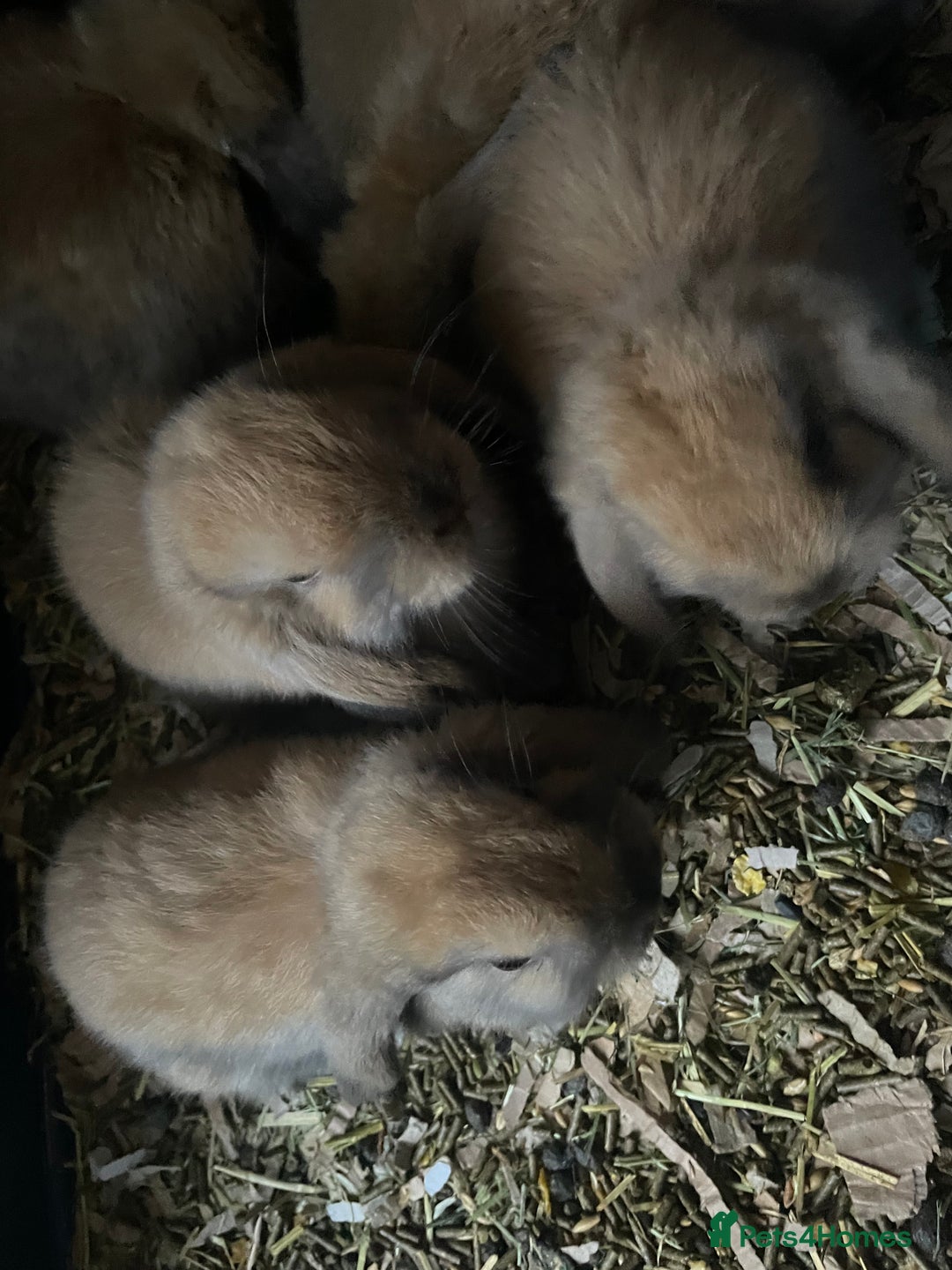Mini Lop rabbits for sale: Pure bred minilop rabbits - Image 5
