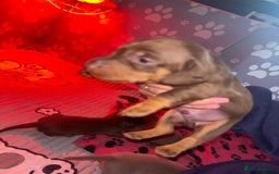 Dachshund dogs for sale: 5 miniature   dachshund  - Image 13