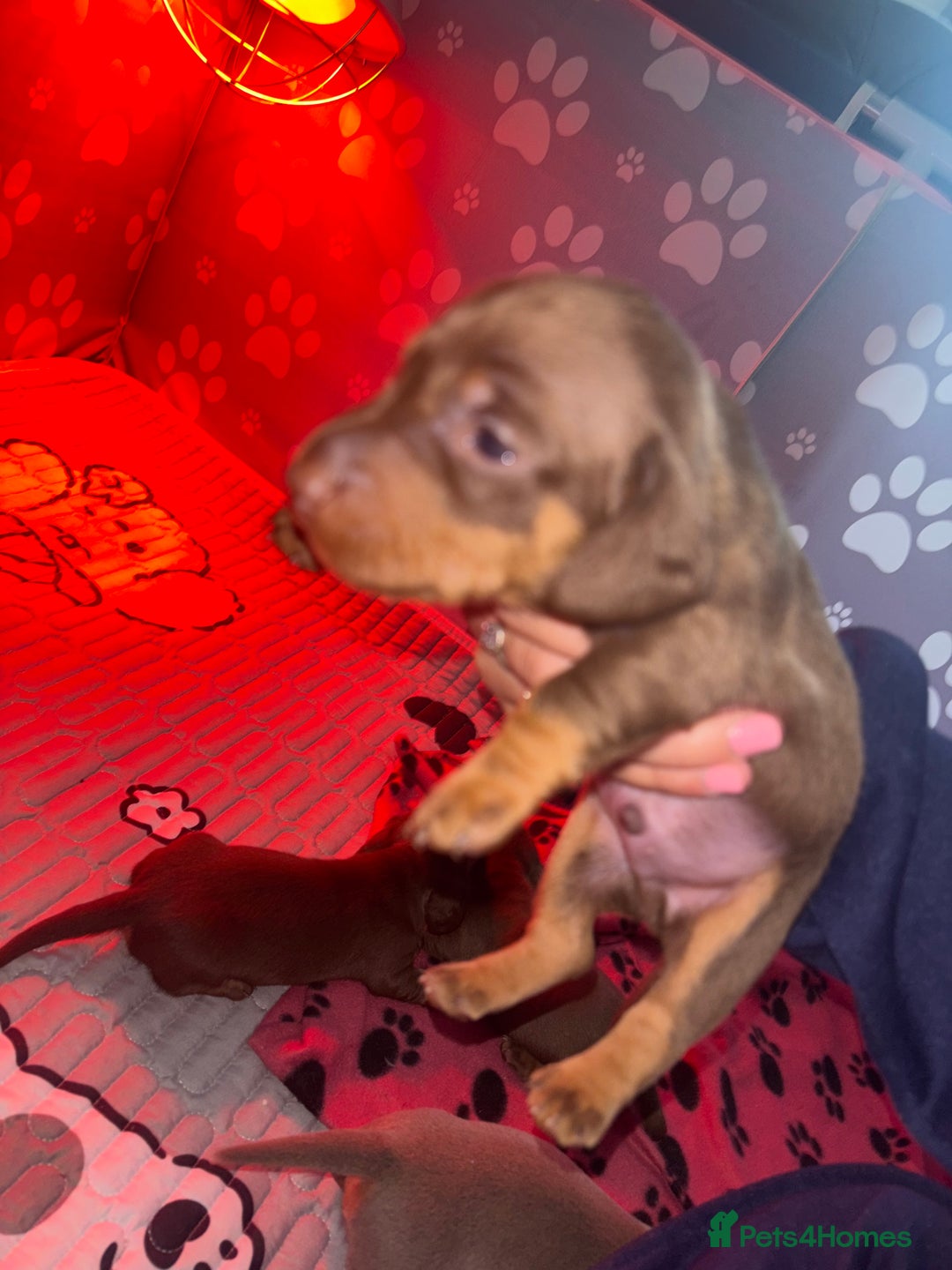 Dachshund dogs for sale: 5 miniature   dachshund  - Image 13