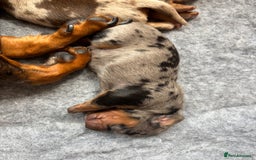 Miniature Dachshund dogs for sale: Only 4 left! Adorable Mini Dachshund Puppies 🐾🐶 - Image 28