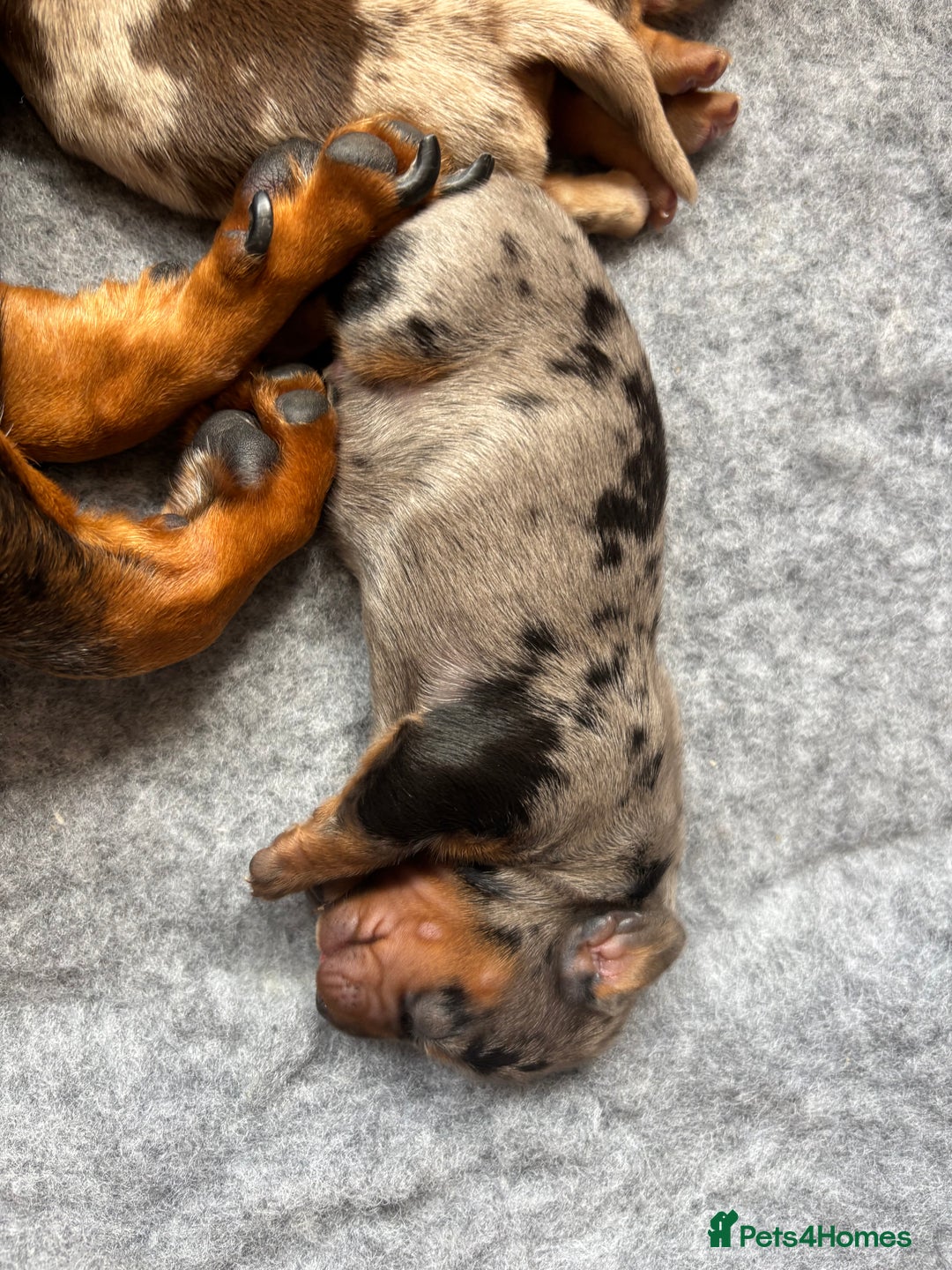 Miniature Dachshund dogs for sale: Only 4 left! Adorable Mini Dachshund Puppies 🐾🐶 - Image 28