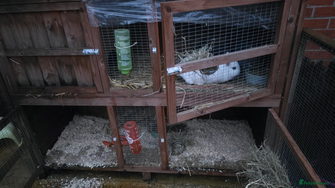 Netherland Dwarf rabbits for sale: 4 x Nethies and set up - read full ad - Advert 5