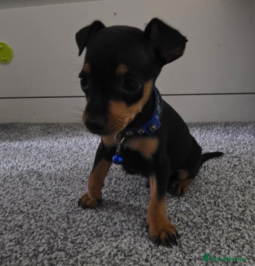 Miniature Pinscher dogs for sale: Beautiful miniature pinscher puppies  - Image 7