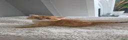 Scottish Fold cats for sale: Purebred kitten, best in UK - Advert 20