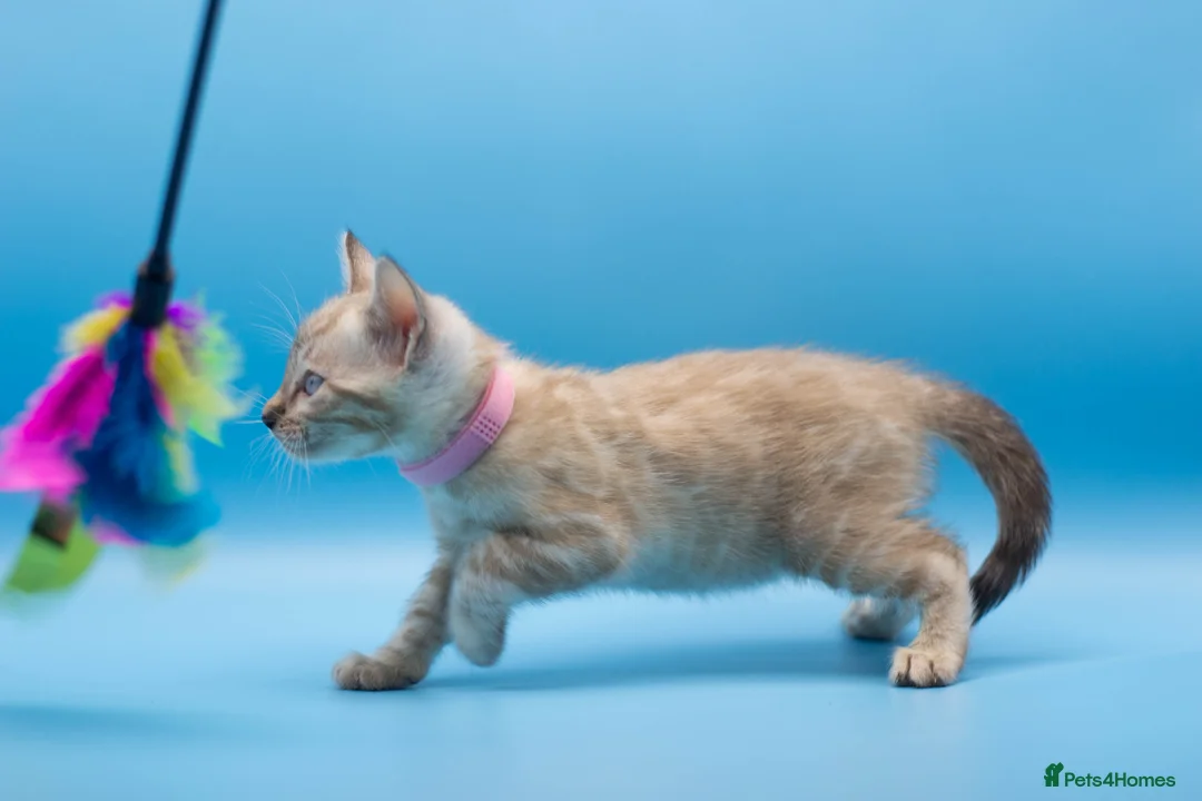 Bengal cats for sale: Snow Lynx Bengal Kittens–Available for Reservation - Advert 14