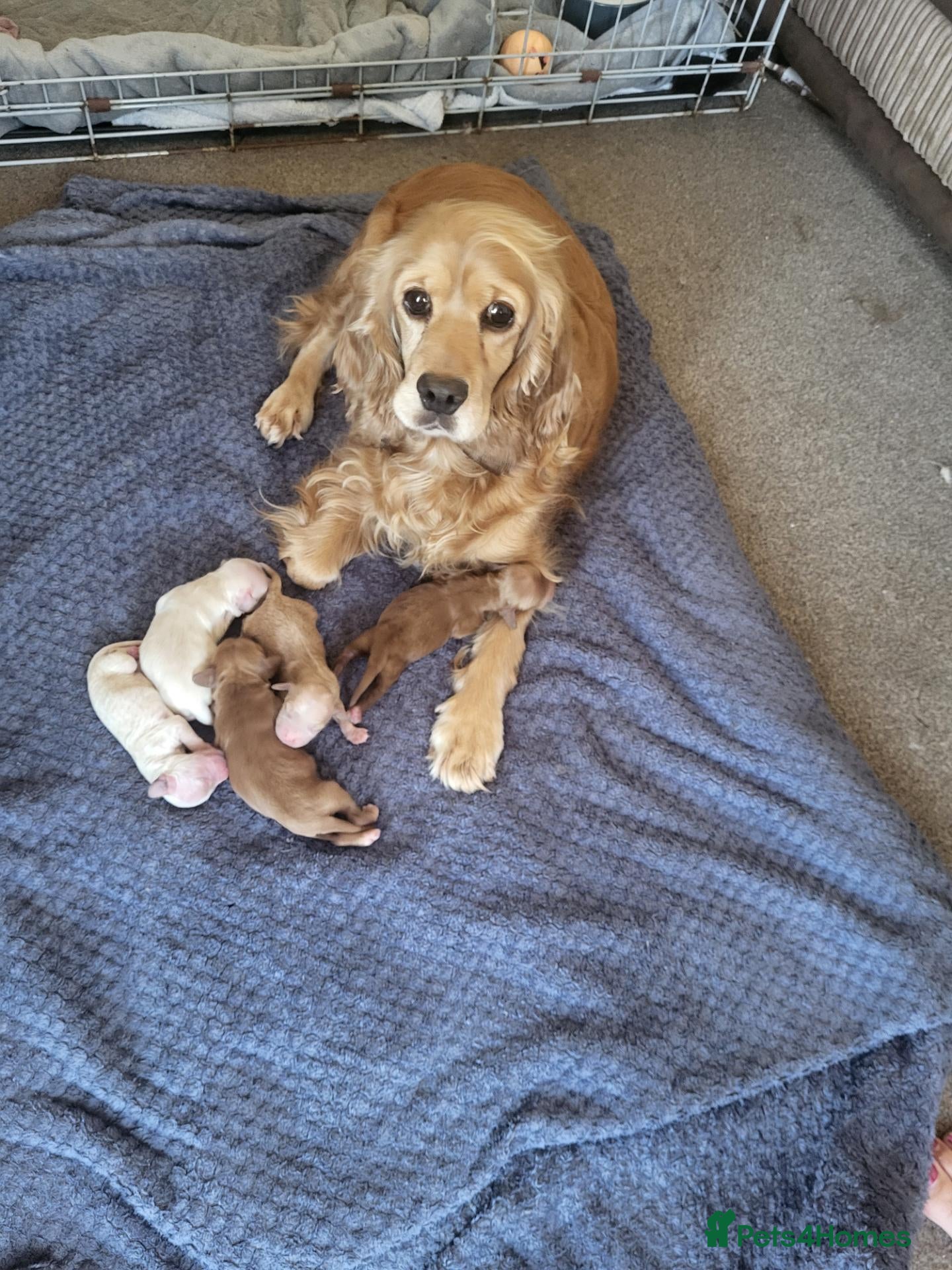 Cockapoo dogs Absolutely stunning golden f1 cockapoos - Advert 13