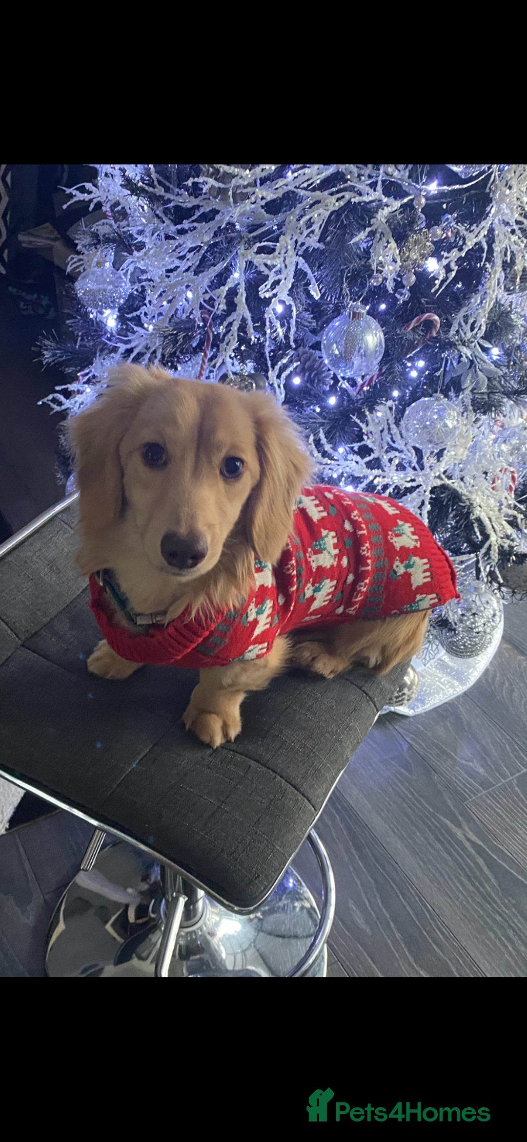 Mixed Breed dogs for sale: Amazing Shweenie girl - Advert 15