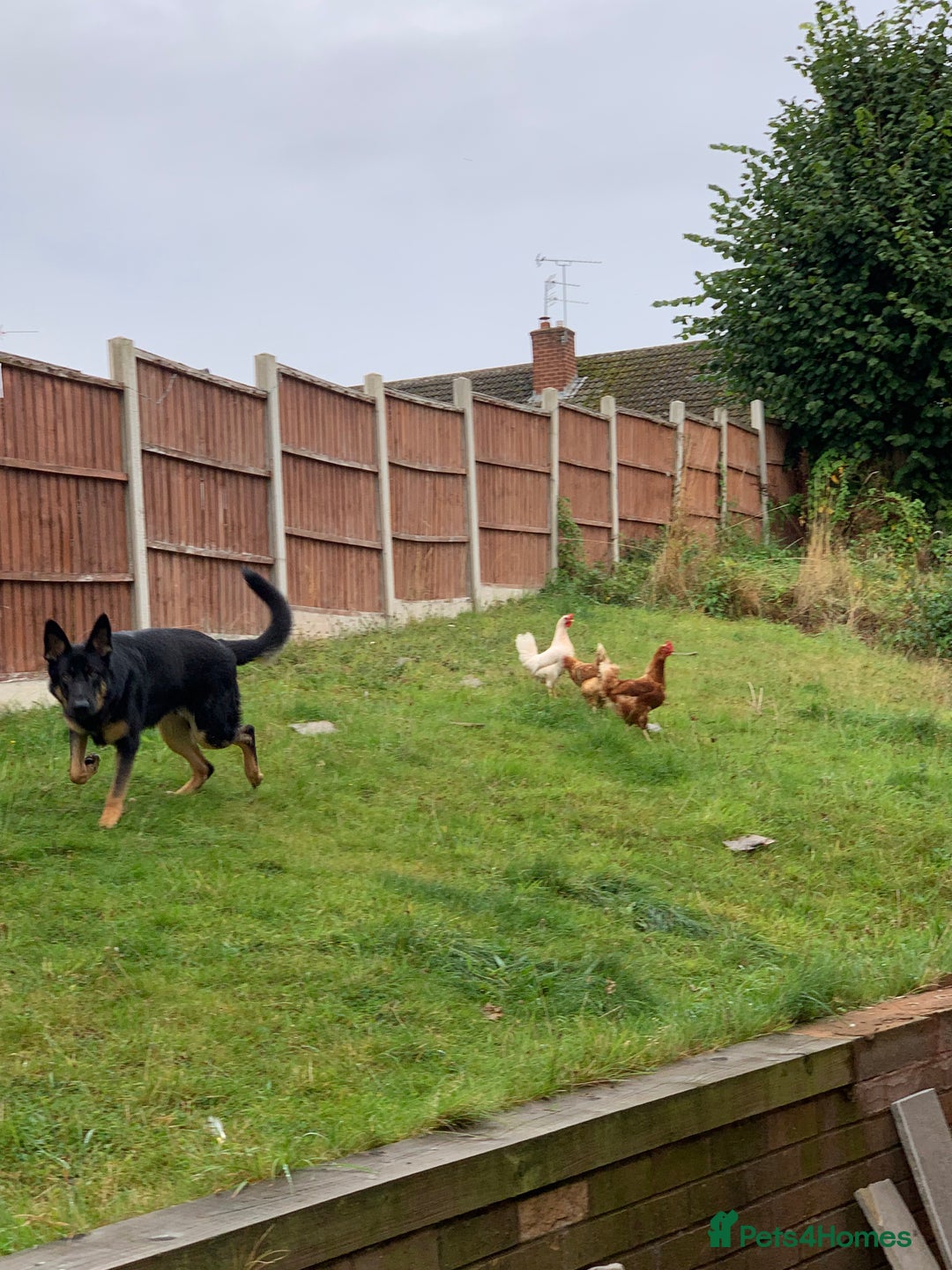 German Shepherd dogs for sale: 5 Year Old German Shepherd for Rehoming - Image 2