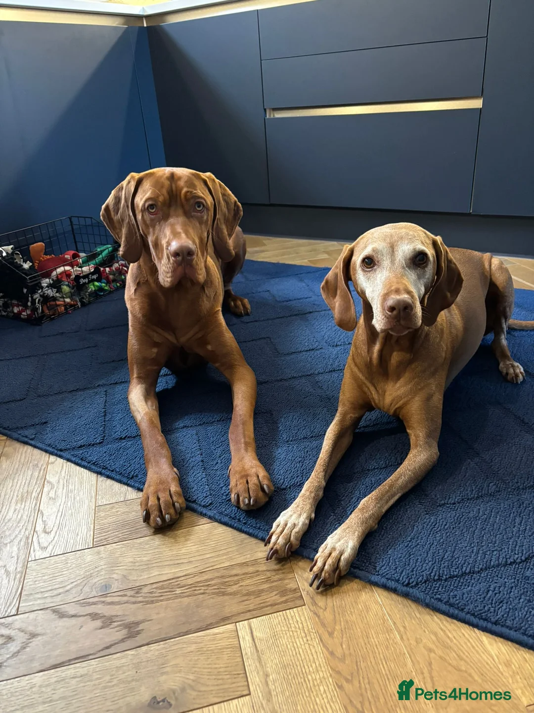 Hungarian Vizsla dogs for sale: Wirehaired vizsla puppies  - Advert 24